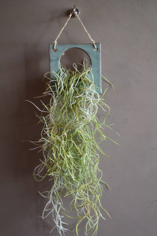 Air Plant Holder - SQUARE