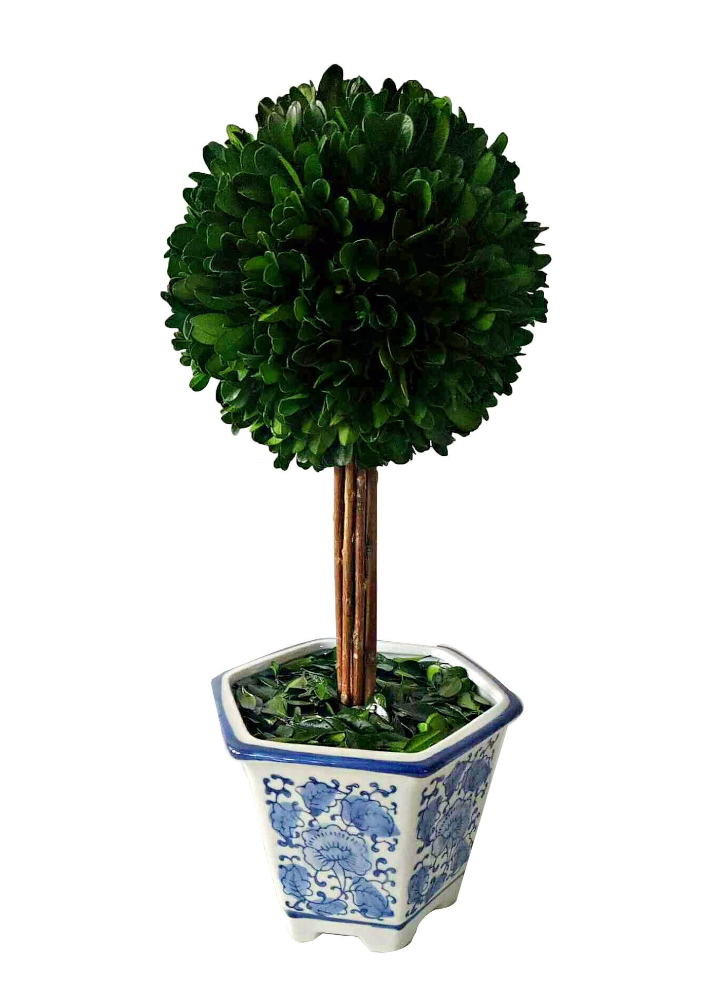 Boxwood Ball Topiary Tree In Ceramic Pot