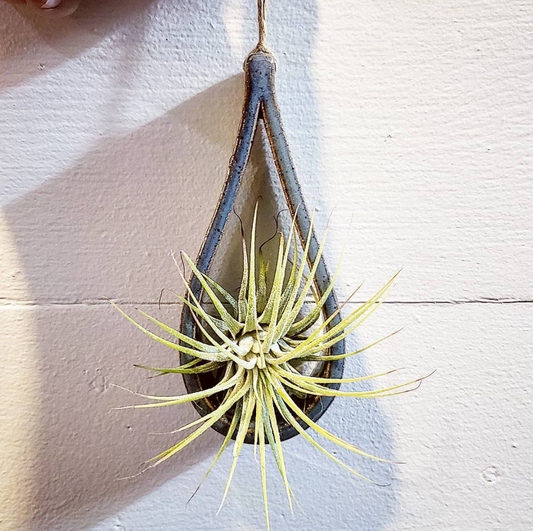 Air Plant Holder - TEARDROP