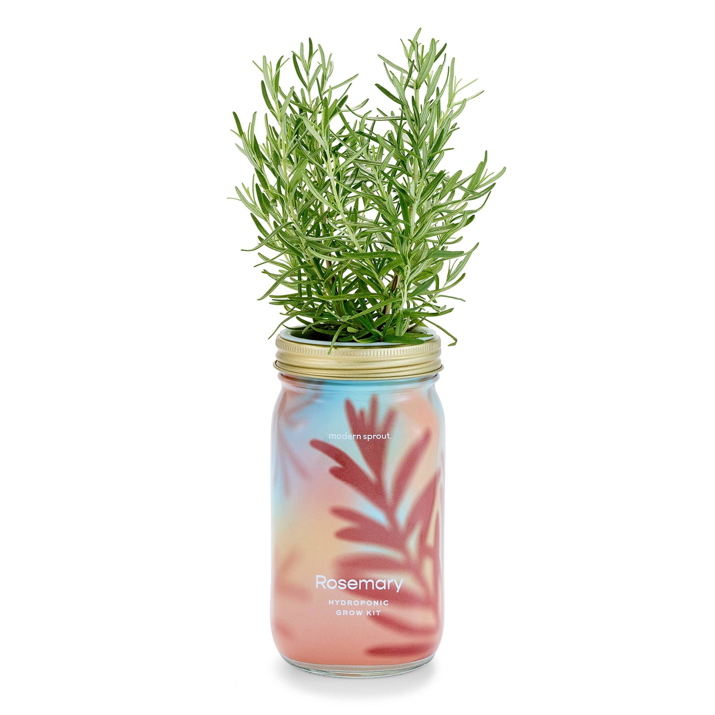 Herb Garden Jar - Rosemary Hydroponic Grow Kit