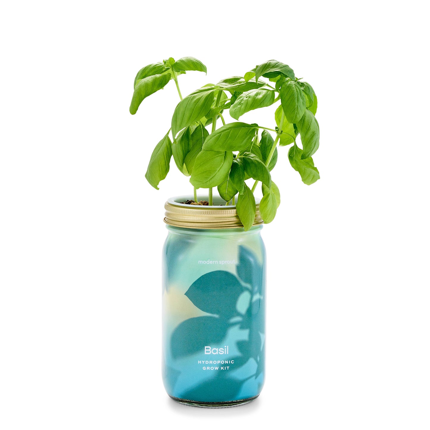 Herb Garden Jar - Basil Hydroponic Grow Kit