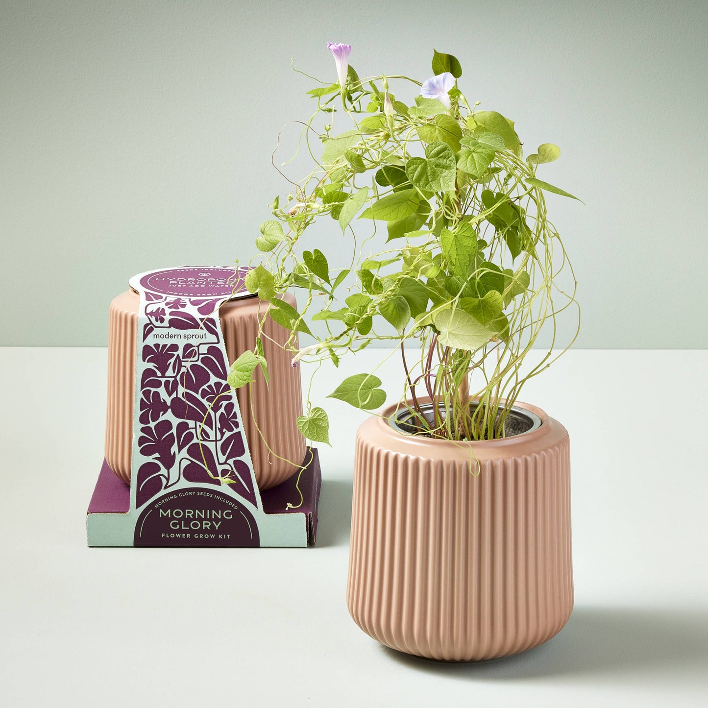 Flower Grow Kit: Zinnia Dahlia