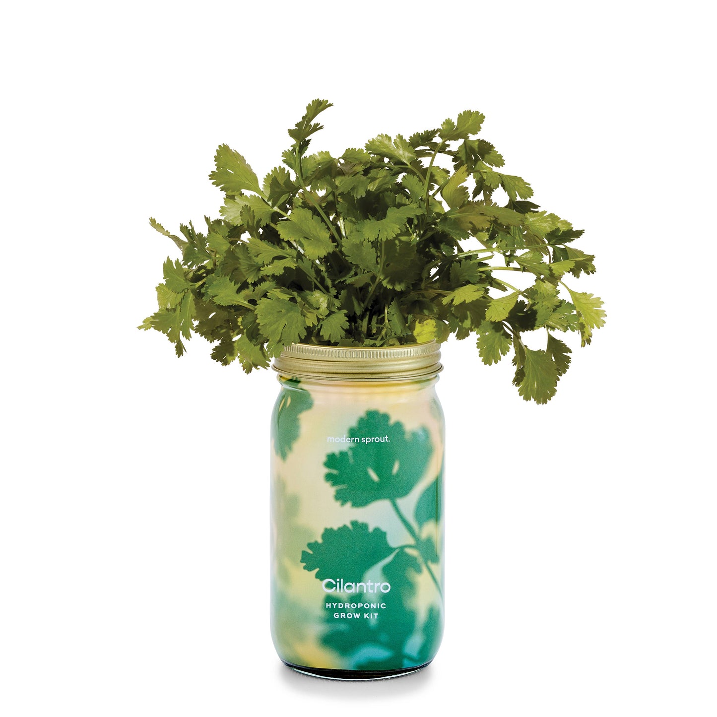 Herb Garden Jar - Rosemary Hydroponic Grow Kit