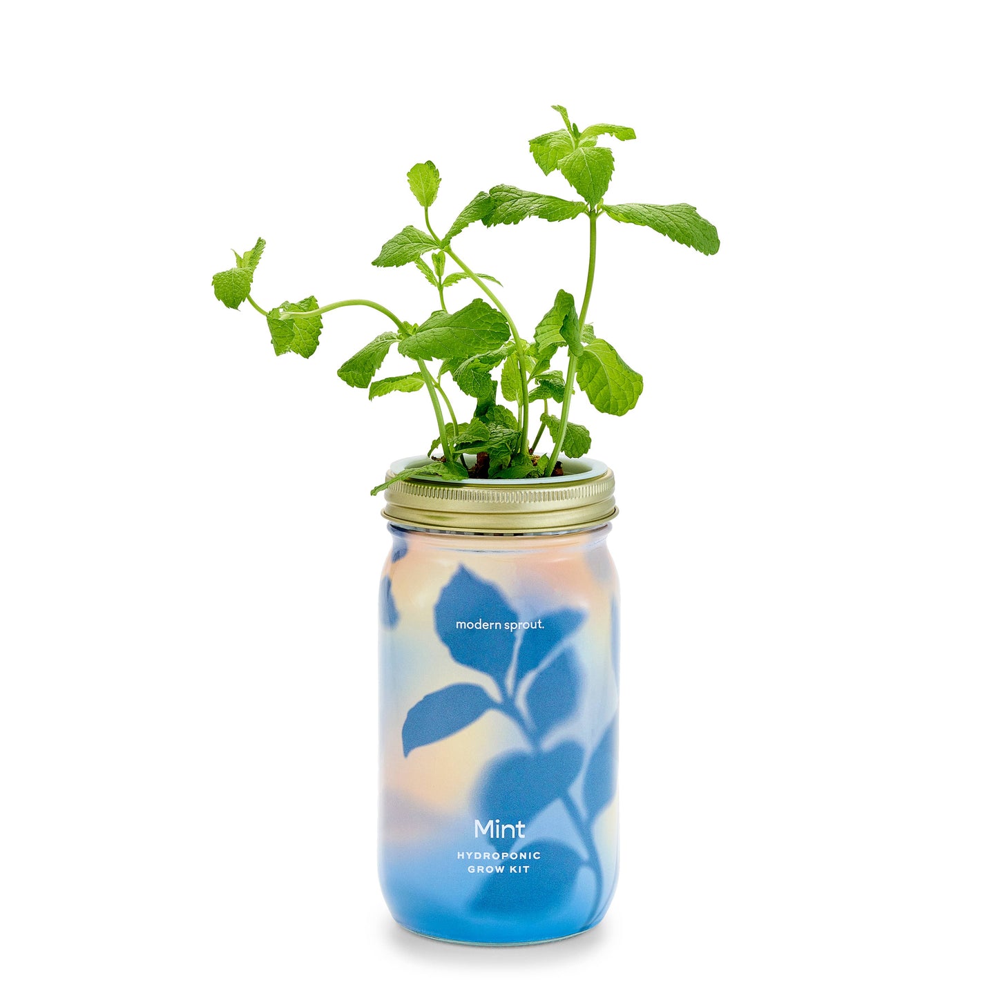 Herb Garden Jar - Rosemary Hydroponic Grow Kit